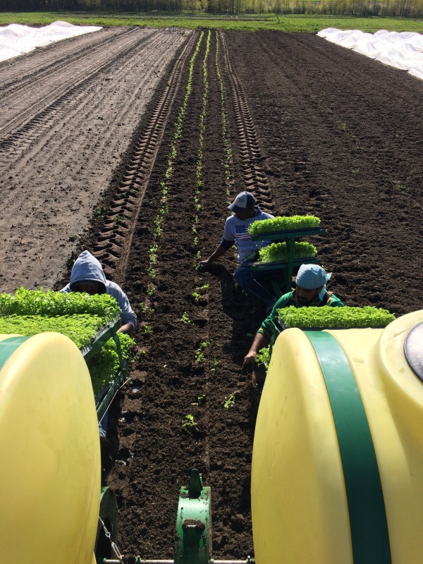 The Fruits (and Vegetables) of Our Labor Big Spoon Kitchen